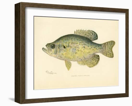 Crappie-null-Framed Giclee Print