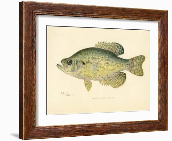 Crappie-null-Framed Giclee Print