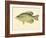 Crappie-null-Framed Giclee Print