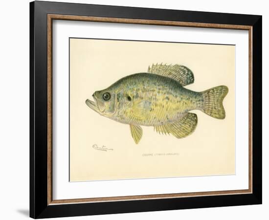 Crappie-null-Framed Giclee Print