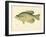 Crappie-null-Framed Giclee Print