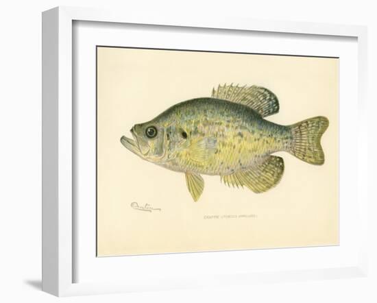 Crappie-null-Framed Giclee Print