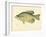 Crappie-null-Framed Giclee Print