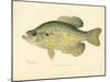 Crappie-null-Mounted Giclee Print