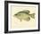 Crappie-null-Framed Giclee Print