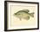 Crappie-null-Framed Giclee Print