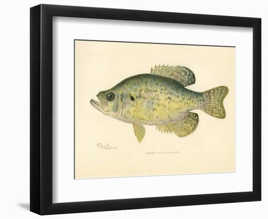Crappie-null-Framed Giclee Print