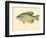 Crappie-null-Framed Giclee Print