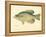 Crappie-null-Framed Premier Image Canvas