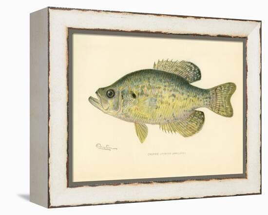 Crappie-null-Framed Premier Image Canvas