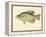 Crappie-null-Framed Premier Image Canvas