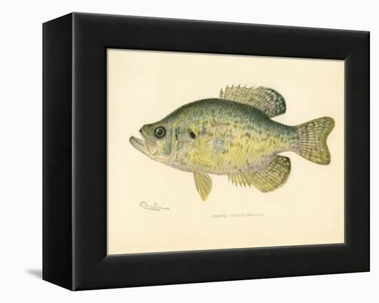 Crappie-null-Framed Premier Image Canvas