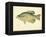 Crappie-null-Framed Premier Image Canvas