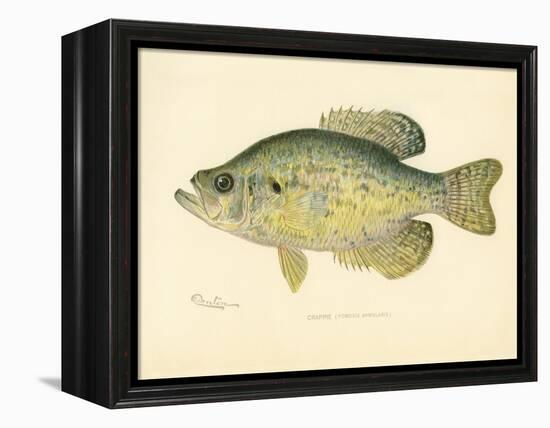 Crappie-null-Framed Premier Image Canvas