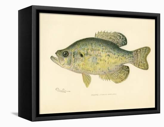 Crappie-null-Framed Premier Image Canvas