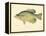 Crappie-null-Framed Premier Image Canvas