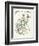 Crataegus Laevigata-Walter Crane-Framed Premium Giclee Print