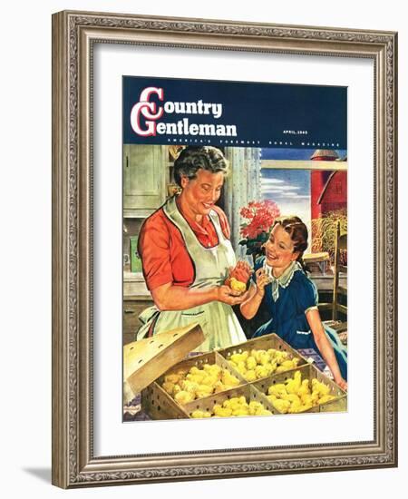 "Crate of New Baby Chicks," Country Gentleman Cover, April 1, 1945-W.C. Griffith-Framed Giclee Print