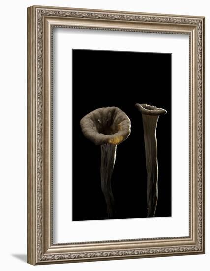 Craterellus Cornucopioides (Horn of Plenty)-Paul Starosta-Framed Photographic Print