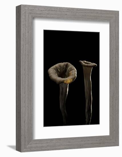 Craterellus Cornucopioides (Horn of Plenty)-Paul Starosta-Framed Photographic Print