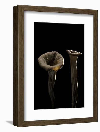 Craterellus Cornucopioides (Horn of Plenty)-Paul Starosta-Framed Photographic Print