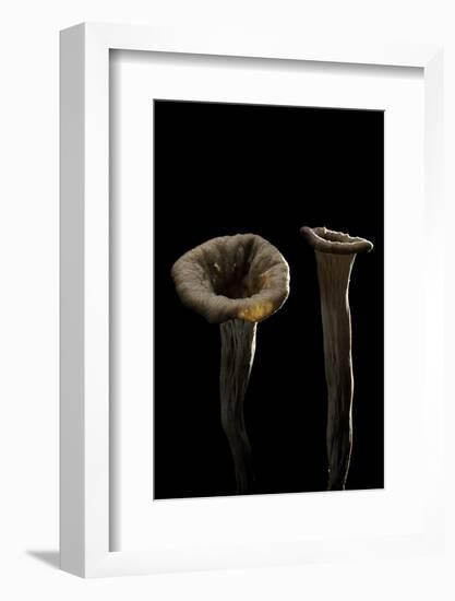 Craterellus Cornucopioides (Horn of Plenty)-Paul Starosta-Framed Photographic Print