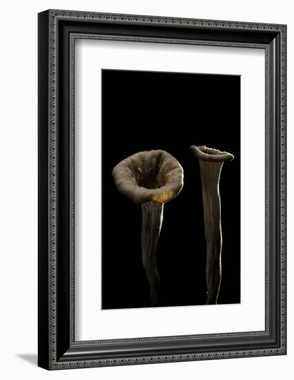 Craterellus Cornucopioides (Horn of Plenty)-Paul Starosta-Framed Photographic Print