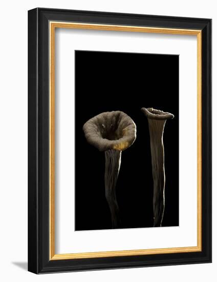 Craterellus Cornucopioides (Horn of Plenty)-Paul Starosta-Framed Photographic Print