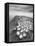 Crateres BW-Moises Levy-Framed Premier Image Canvas