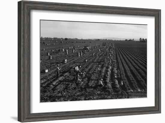 Crating Carrots-Dorothea Lange-Framed Art Print