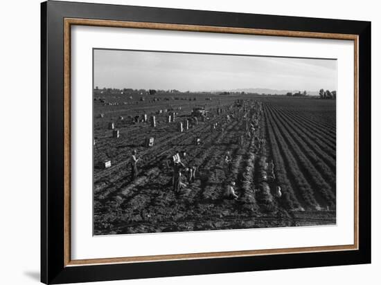 Crating Carrots-Dorothea Lange-Framed Art Print