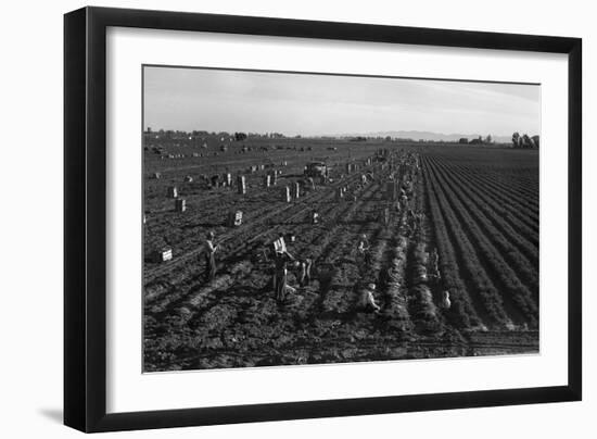 Crating Carrots-Dorothea Lange-Framed Art Print