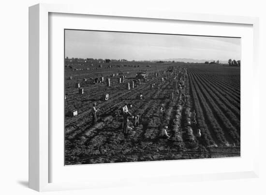 Crating Carrots-Dorothea Lange-Framed Art Print