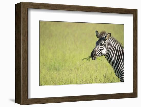 Crawshays Zebra (Equus Quagga Crawshayi), South Luangwa National Park, Zambia, Africa-Janette Hill-Framed Photographic Print