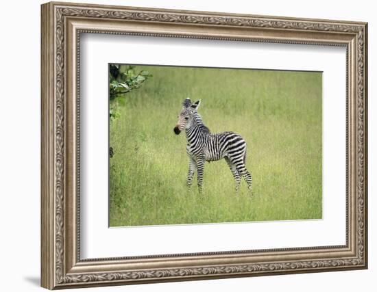 Crawshays Zebra Foal (Equus Quagga Crawshayi), South Luangwa National Park, Zambia, Africa-Janette Hill-Framed Photographic Print