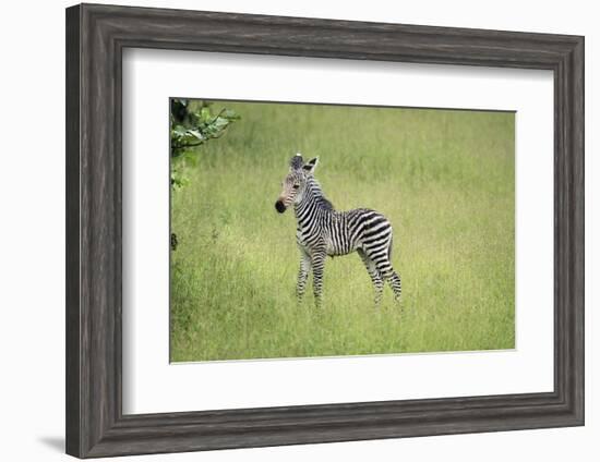 Crawshays Zebra Foal (Equus Quagga Crawshayi), South Luangwa National Park, Zambia, Africa-Janette Hill-Framed Photographic Print