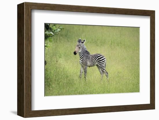 Crawshays Zebra Foal (Equus Quagga Crawshayi), South Luangwa National Park, Zambia, Africa-Janette Hill-Framed Photographic Print