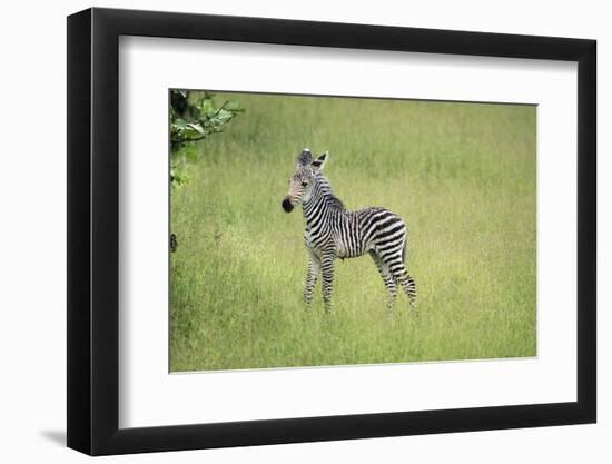 Crawshays Zebra Foal (Equus Quagga Crawshayi), South Luangwa National Park, Zambia, Africa-Janette Hill-Framed Photographic Print