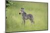 Crawshays Zebra Foal (Equus Quagga Crawshayi), South Luangwa National Park, Zambia, Africa-Janette Hill-Mounted Photographic Print