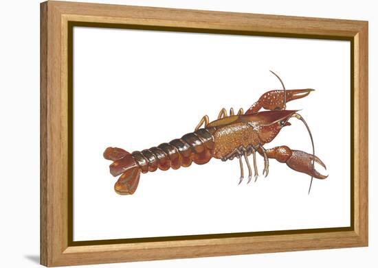 Crayfish (Cambarus Bartonii), Crustaceans-Encyclopaedia Britannica-Framed Stretched Canvas