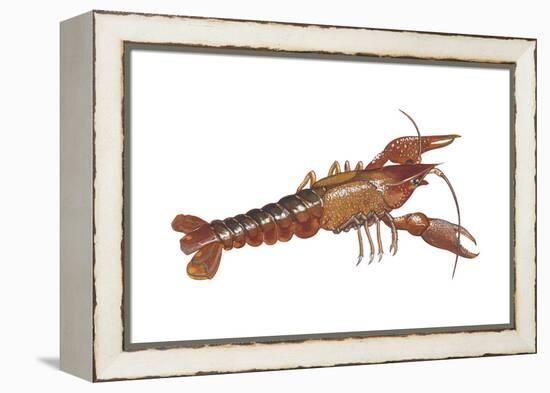 Crayfish (Cambarus Bartonii), Crustaceans-Encyclopaedia Britannica-Framed Stretched Canvas
