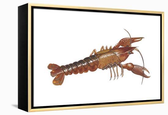 Crayfish (Cambarus Bartonii), Crustaceans-Encyclopaedia Britannica-Framed Stretched Canvas