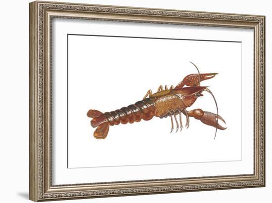 Crayfish (Cambarus Bartonii), Crustaceans-Encyclopaedia Britannica-Framed Art Print