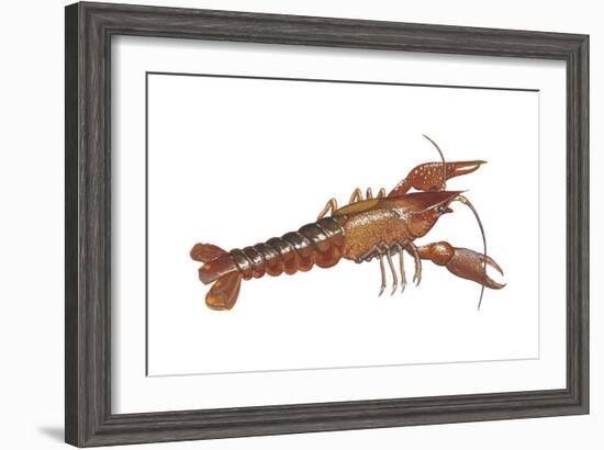 Crayfish (Cambarus Bartonii), Crustaceans-Encyclopaedia Britannica-Framed Art Print