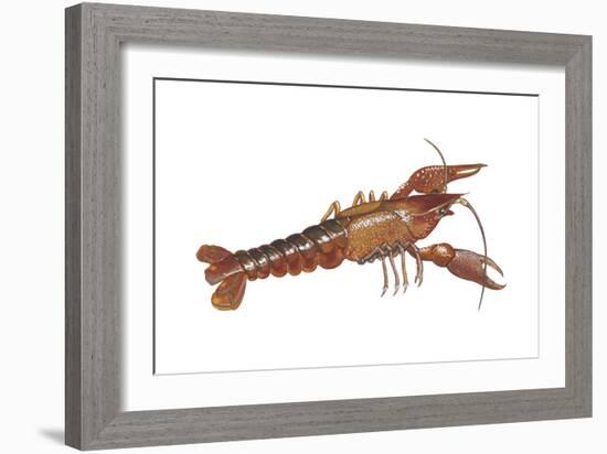 Crayfish (Cambarus Bartonii), Crustaceans-Encyclopaedia Britannica-Framed Art Print