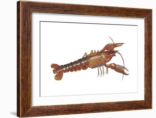 Crayfish (Cambarus Bartonii), Crustaceans-Encyclopaedia Britannica-Framed Art Print