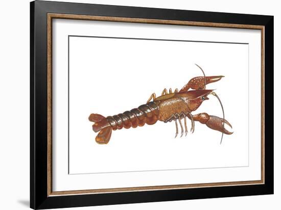 Crayfish (Cambarus Bartonii), Crustaceans-Encyclopaedia Britannica-Framed Art Print