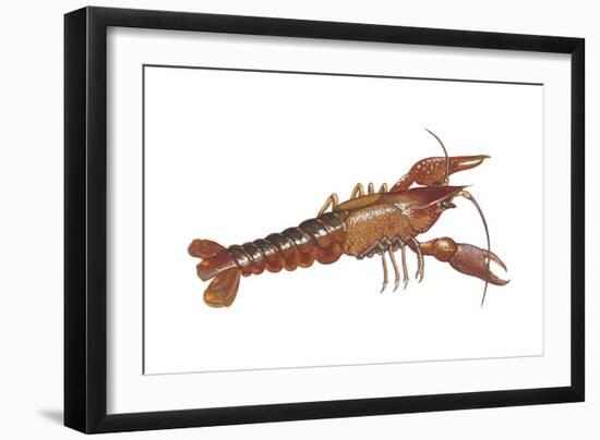Crayfish (Cambarus Bartonii), Crustaceans-Encyclopaedia Britannica-Framed Art Print