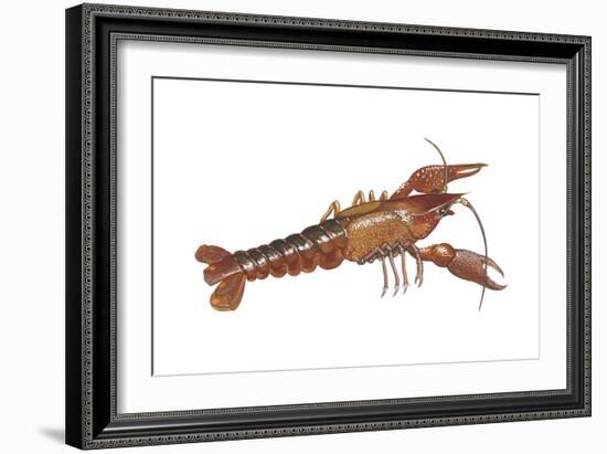 Crayfish (Cambarus Bartonii), Crustaceans-Encyclopaedia Britannica-Framed Art Print