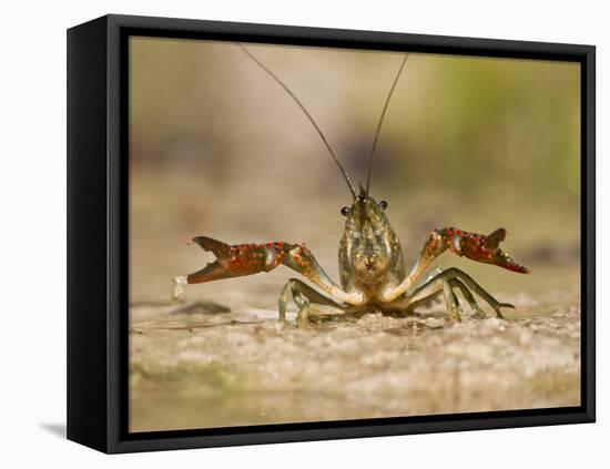 Crayfish (Cambarus Sp.) Defense Posture, Kendall Co., Texas, Usa-Larry Ditto-Framed Premier Image Canvas